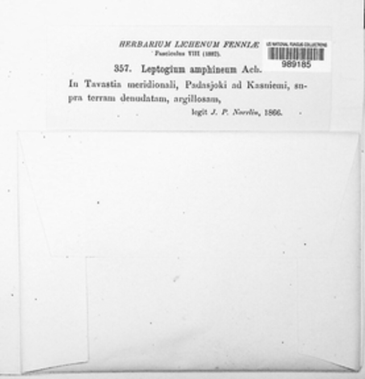 Epiphloea byssina image